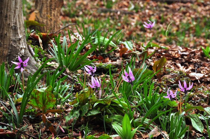 （真作）森はカタクリの花盛り 清水山の森 カタクリ群生地 2025〈前編〉3月下旬開花の片栗 | K