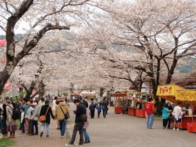 ◆オーダー用◆ダイカット お花見 桜まつり 酔っ払いクマチャン 静岡】まもなく開花！2025桜まつり 人気桜名所でお花見＆夜桜も | いこ