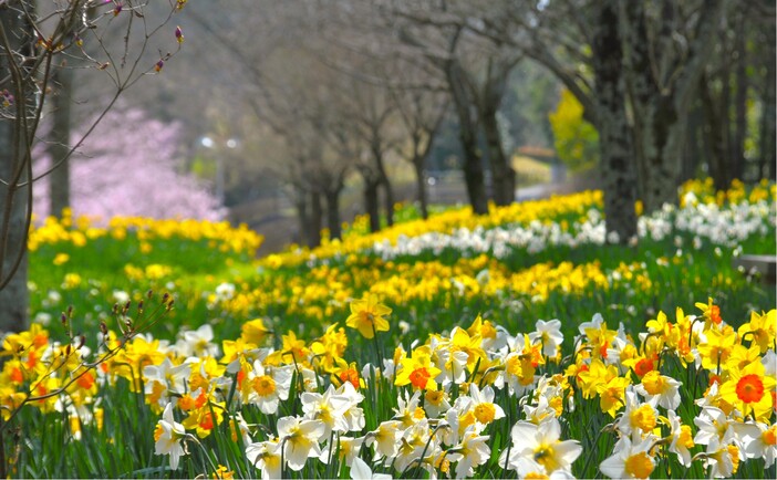 惜春 スマートフォン向けリズムゲーム「D4DJ Groovy Mix」イベント&ガチャ