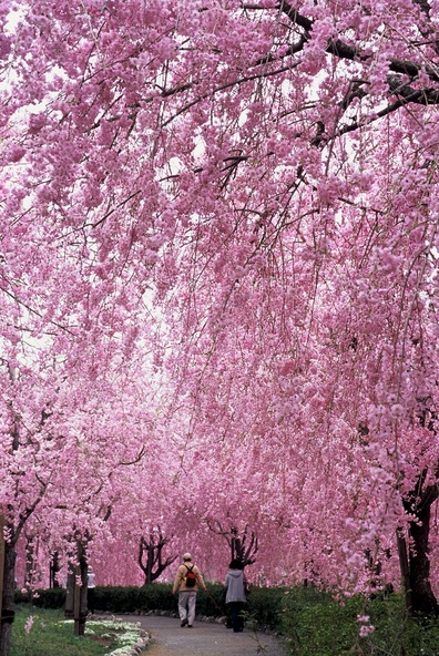 全国】一度は見たい！しだれ桜名所 春の絶景18選＆桜まつりも