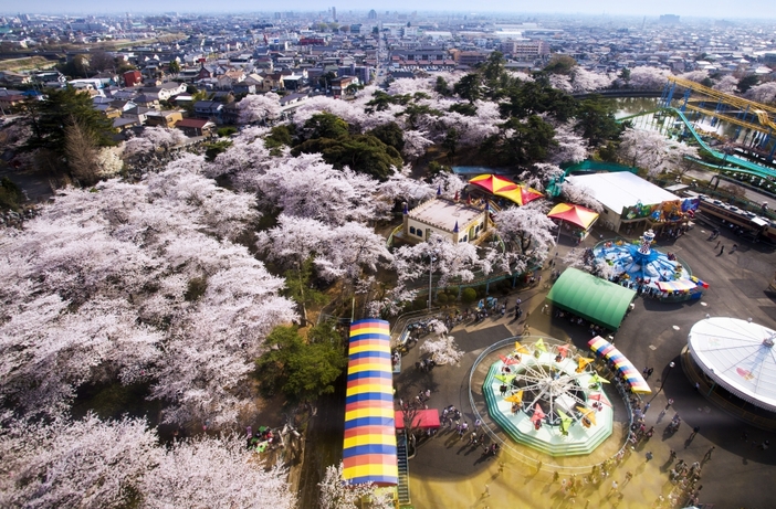 2026】群馬の桜お花見名所＆穴場16選｜「赤城南面千本桜」の見頃は