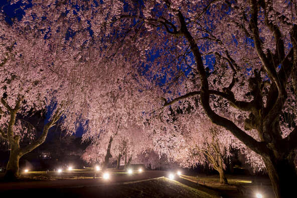 2026年】全国の枝垂れ桜（しだれ桜）の名所・絶景9選｜一度は見たい