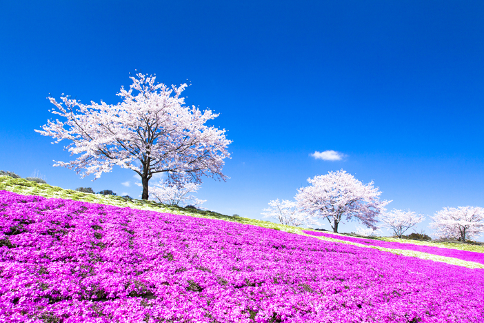 全国】今が見頃の名所も！芝桜絶景スポット17選 穴場やまつりも