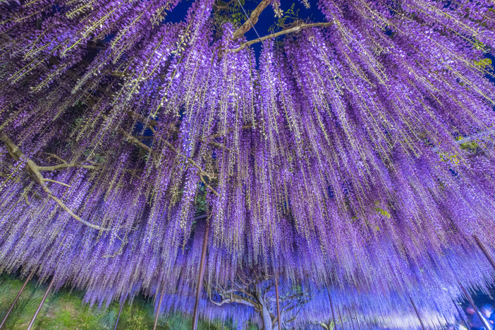 2025】まだ間に合う＆見頃のスポットも！関西の「藤の花」名所11選