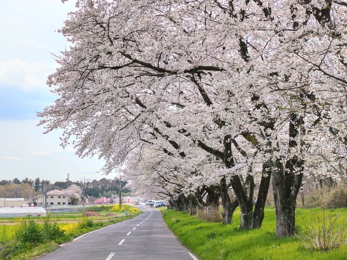 強い嵐！屋久杉　花台 強い嵐様専用！屋久杉 花台