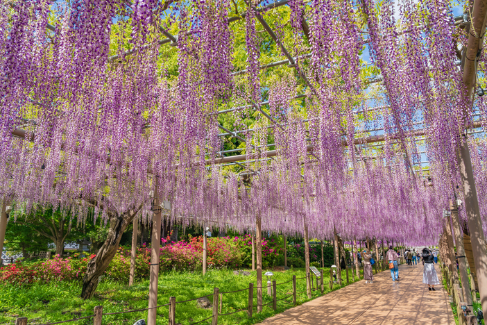 ari作   題名「藤の花」 山崎公園の藤の花が見頃 静かで品格のある華やいだ花 | アベイル