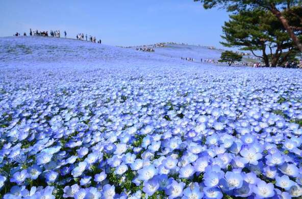 ブームの火付け役「国営ひたち海浜公園」のネモフィラ畑