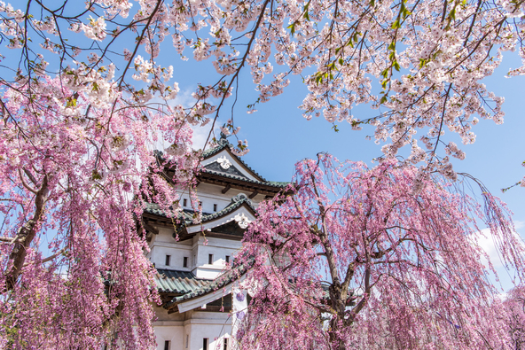 天守閣を背景に咲く見事なしだれ桜（画像提供：genki / PIXTA）