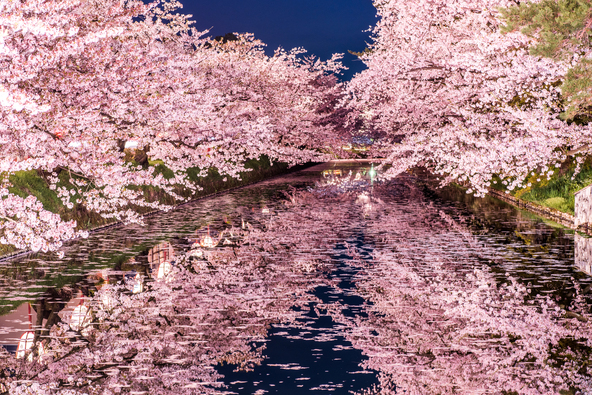 “日本三大夜桜”にも数えられる「弘前公園」のライトアップ（画像提供：genki / PIXTA）