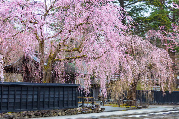 「武家屋敷通り」のしだれ桜（画像提供：amosfal / PIXTA）