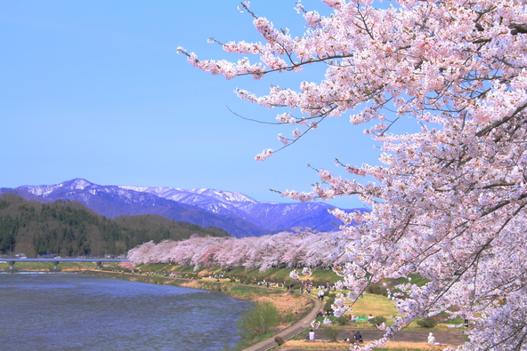 桜が満開の桧木内川堤（画像提供：たろんぺ / PIXTA）