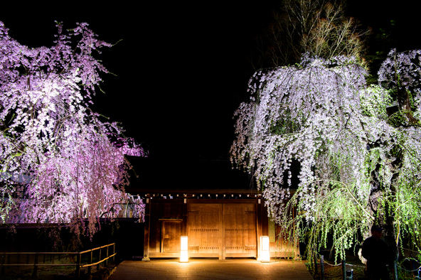 幻想的な夜桜も人気（画像提供：秋AKI / PIXTA）