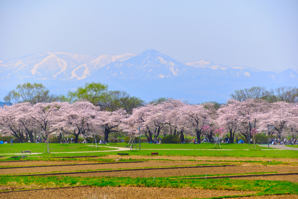 雄大な景色の中に咲き誇る桜（画像提供：Kei1962 / PIXTA）