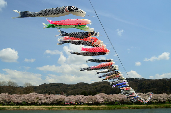 桜の名所を泳ぐこいのぼりも見どころ！（画像提供：japan007 / PIXTA）