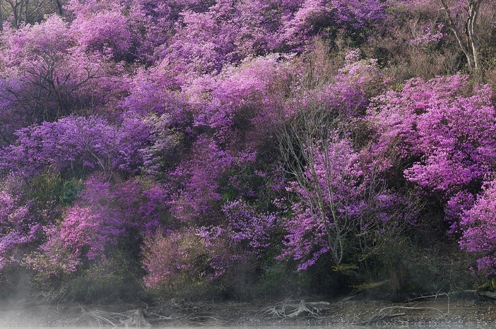 ◆◆ミツバツツジ　山取　　◆◆１３７ ◇◇ミツバツツジ 山取 ◇◇２１９