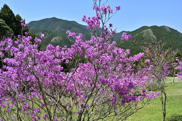 関東ミツバツツジの名所・穴場10選 絶景を日帰りで満喫！見頃も紹介