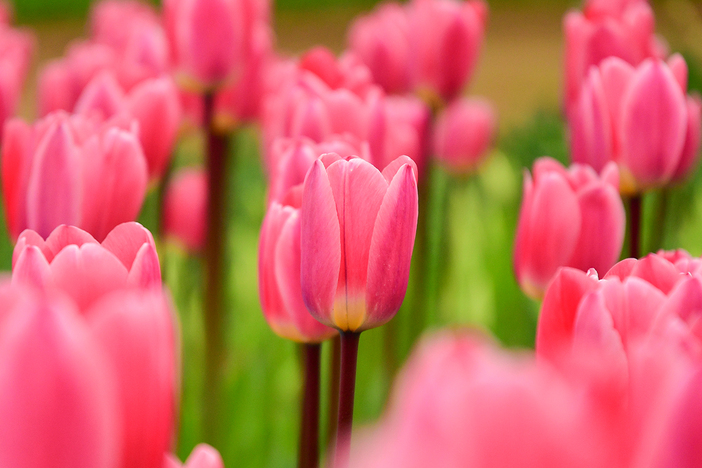 ひたち海浜公園のチューリップ 約295品種・27万本が見頃に！ | いこー