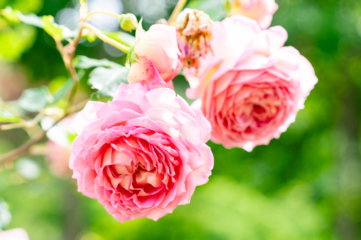 ACAO ROSE FESTA 2025 | 600種4,000株のバラが咲き誇る！ 熱海の丘陵