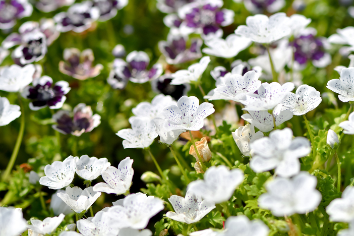 2025関西のネモフィラ絶景名所9選 親子で日帰り！無料の公園も | いこ