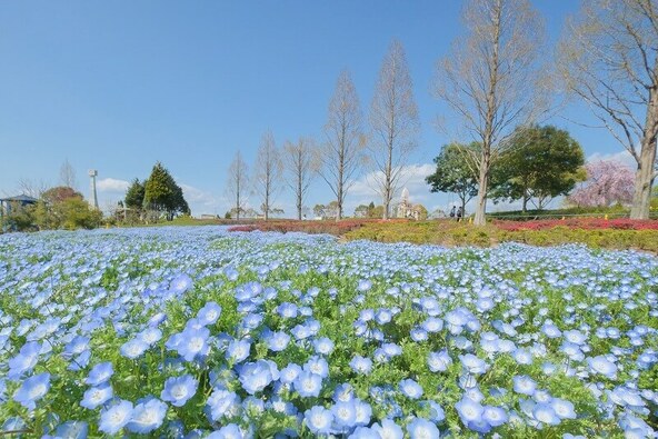 ひまわりの丘公園