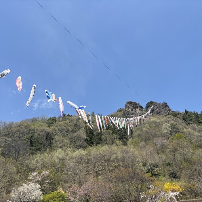 嵩山のこいのぼり（2025年） | 大空を泳ぐ約100匹の鯉のぼり 嵩山の