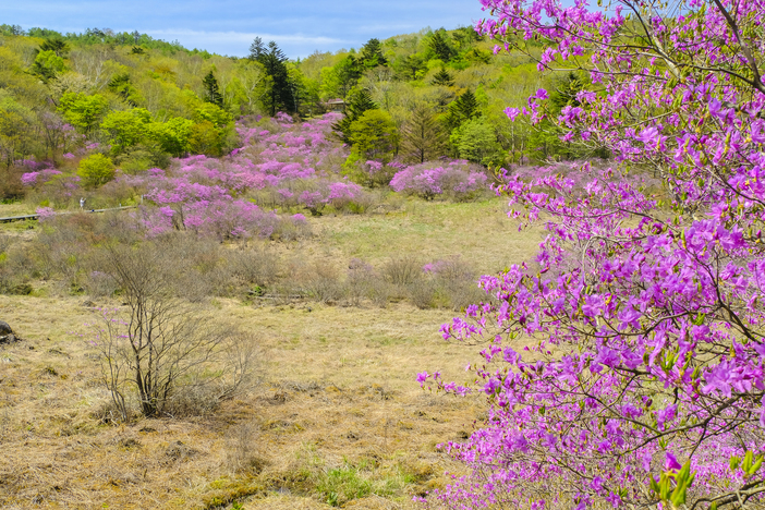 花 ツツジ ミツバツツジ 新緑の写真素材 - PIXTA