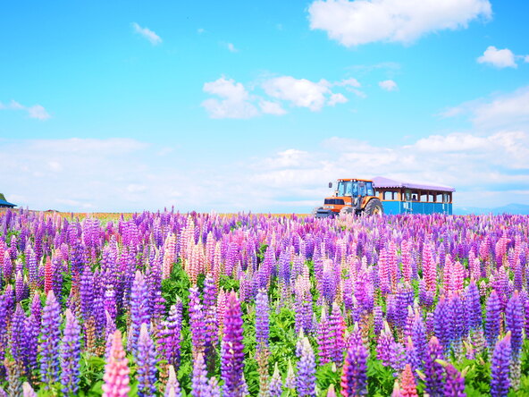 トラクターバスに乗ってお花見（画像提供：hiro cafe / PIXTA）