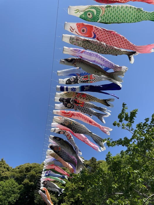 諸井里山こいのぼり（2025年） | 里山の新緑に映える鯉のぼり 「諸井