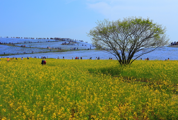青空と溶け合うようなネモフィラ畑と、鮮やかな菜の花畑がコラボ（画像提供：kazukiatuko / PIXTA）