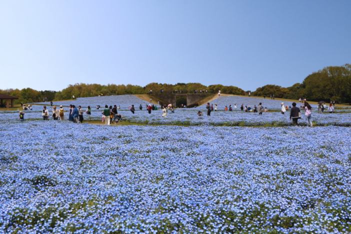 ネモフィラ100万本の青い絶景！ 福岡・海の中道海浜公園で満開 | いこ