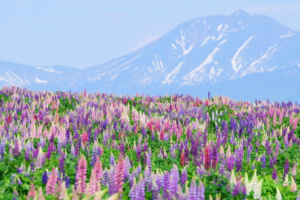 北海道・十勝岳を背景に咲くルピナス（画像提供：colong3 / PIXTA）