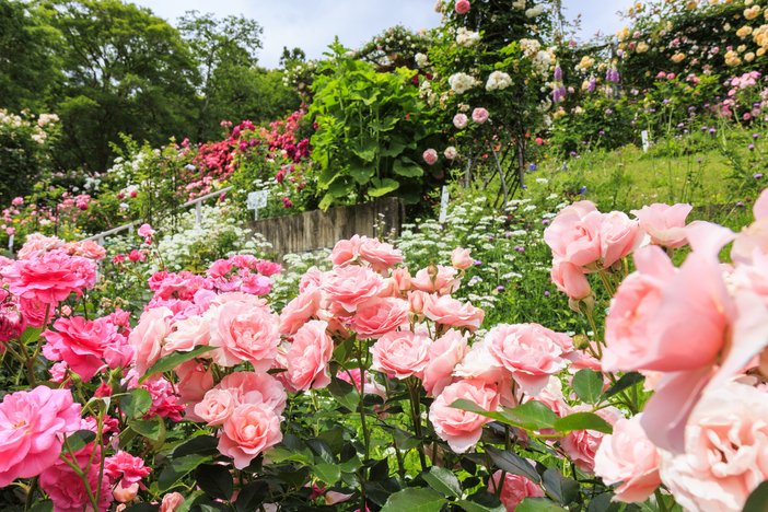 2025最新】滋賀でいよいよ見頃！秋バラが絶景のバラ園・名所と穴場3選