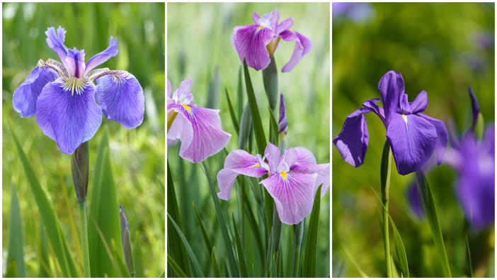 一度は訪れたい「日本四大あやめ園」 2025見頃＆花まつりを紹介 | いこ