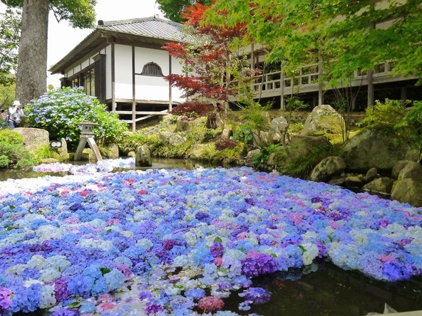 池のなかのあじさいはすぐに傷んでしまうので、毎日入れ替えを行っているのだそうです