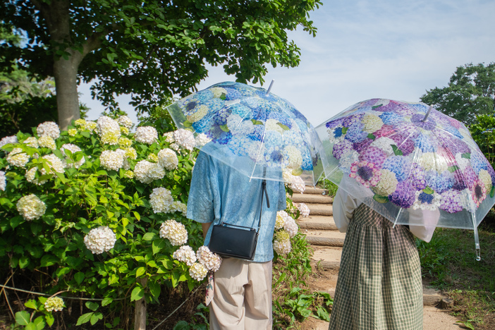 紫陽花さんぽ2025 | 約9000株のアジサイが見頃！ 国営昭和記念公園で