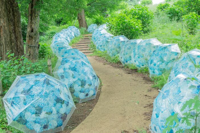 紫陽花さんぽ2025 | 約9000株のアジサイが見頃！ 国営昭和記念公園で