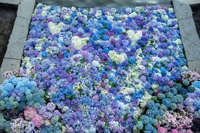 紫陽花さんぽ2025 | 約9000株のアジサイが見頃！ 国営昭和記念公園で