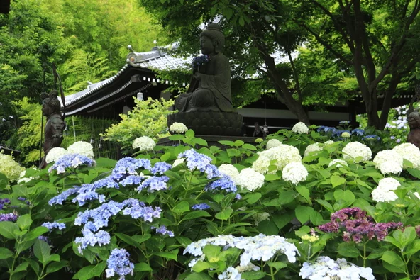 가마쿠라 하세데라 수국 명소