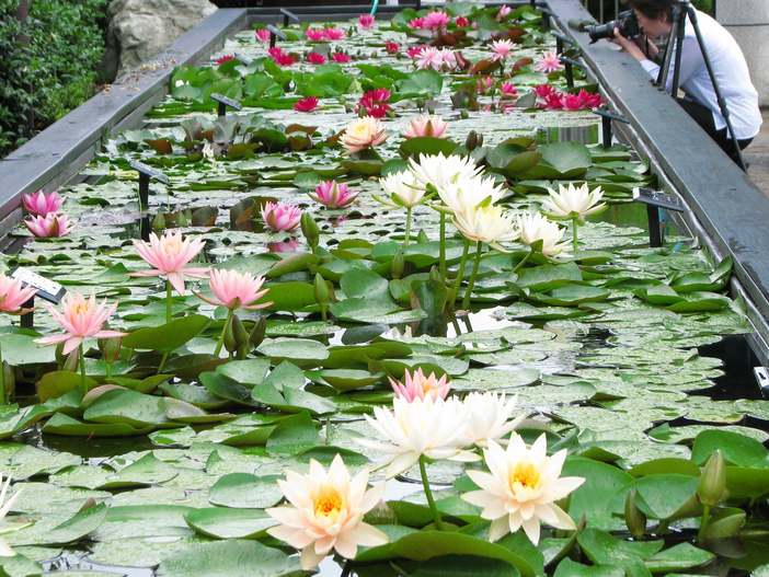 ⽔⽣植物公園みずの森 スイレン展（2025年） | 草津市「水生植物公園