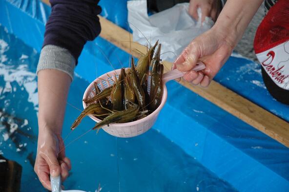 新鮮な海産物をすくえます
