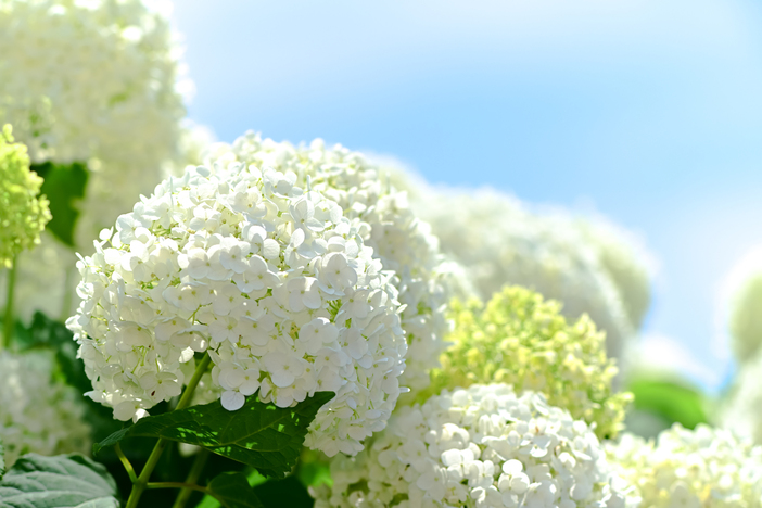 関東】梅雨を彩る純白のあじさい 2025アナベルの名所＆イベント情報