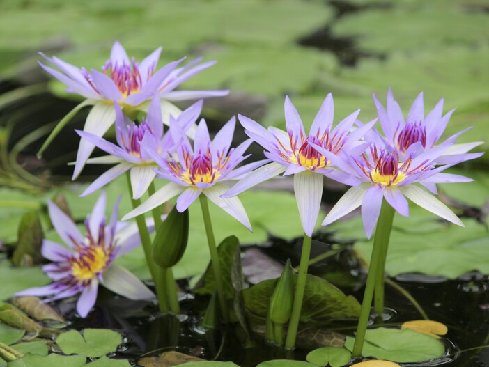 ⭐︎睡蓮⭐︎ Nymphaea 'Purple Fantasy'（パープル・ファンタジー）: 睡蓮図鑑