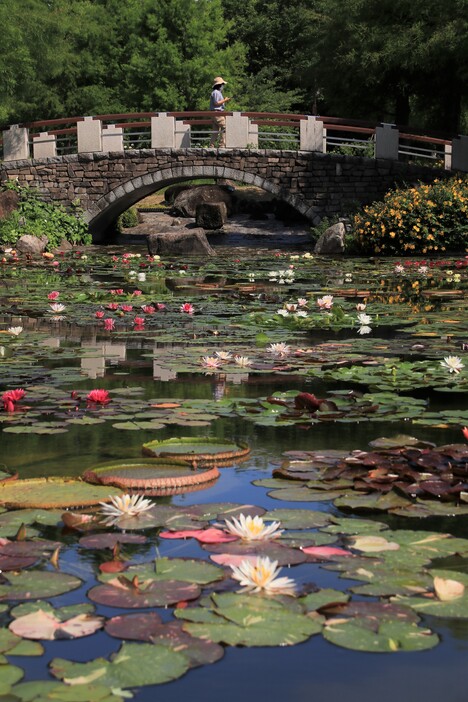 スイレン展（2024年） | 草津市「水生植物公園みずの森」で 神秘的な