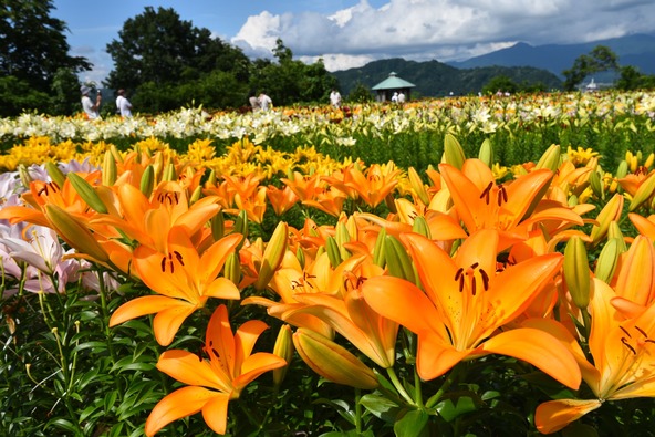 ゆりの切花直売や球根、地場農産物等の販売が行われる「月岡公園ユリまつり」　画像提供：魚沼市観光協会