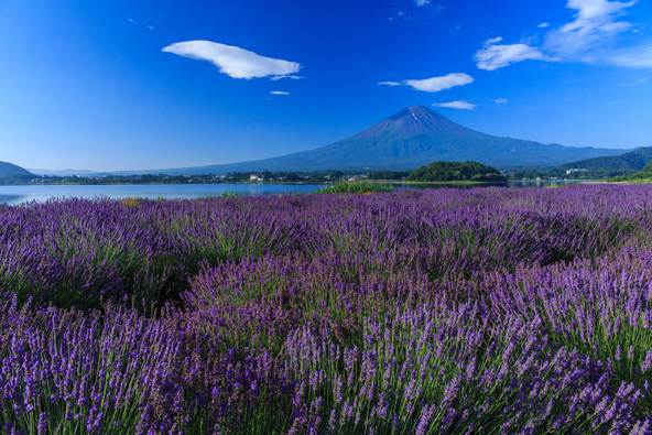 富士山を背景に咲き誇るラベンダー
