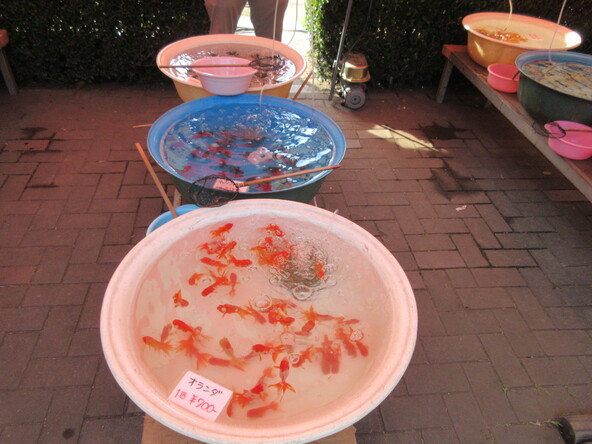 金魚の展示販売の様子。高級金魚すくいや展示販売もあります！