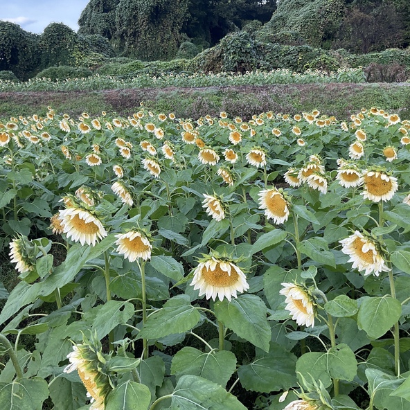 白い向日葵は例年9月下旬～10月中旬頃まで楽しめます（画像提供：アイリスの丘）