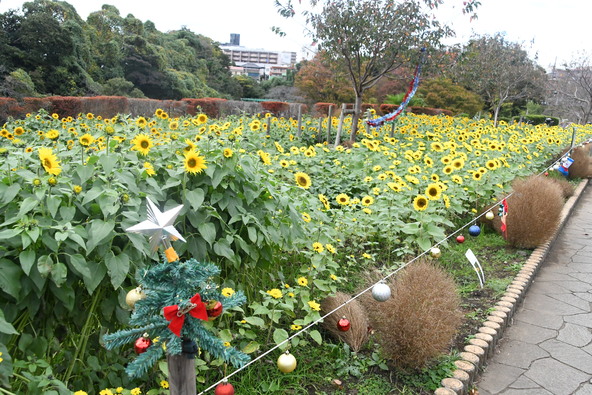 黄色・白・チョコレート色など、多彩な向日葵が一面に（画像提供：座間市）