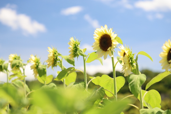 まるで夢のように白く輝く向日葵の花畑