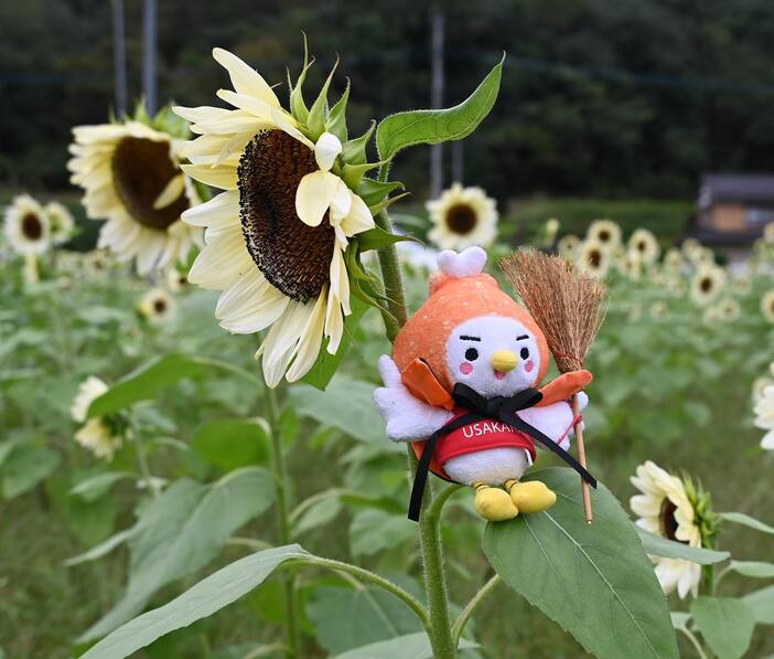 白☆ひまわりと仲良し☆5センチパッチンピン 白☆ひまわりと仲良し☆5センチパッチンピン